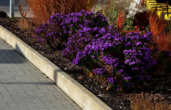 Autumn Flowerbed Purple Flower Perennials Grasses Square Parking Lot Mountains — Stock Photo, Image