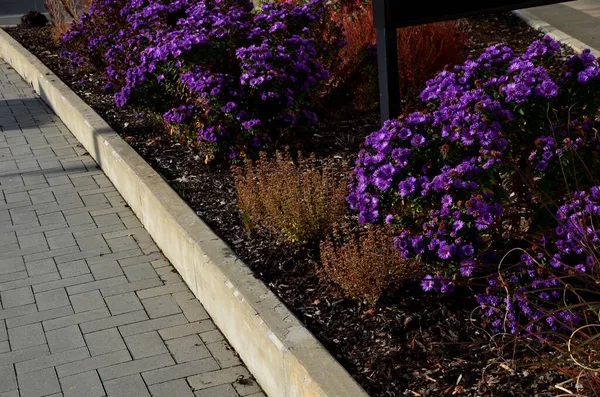 Осенняя Клумба Фиолетовыми Цветочными Многолетниками Травами Площади Парковке Горах Скале — стоковое фото