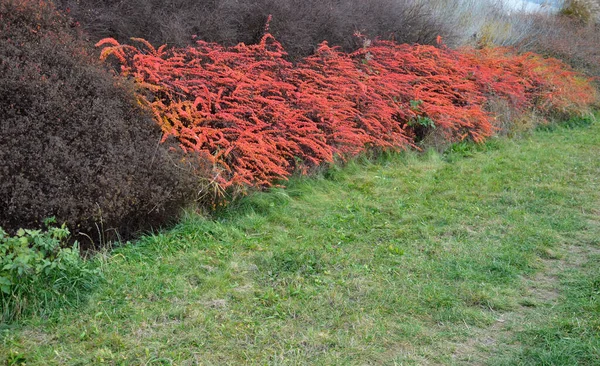 モザイク状の低木の大規模な植栽のような水に優しい 高速道路の斜面が生い茂っています オレンジ 赤カバー緑と観賞用の草の大きな正方形 — ストック写真