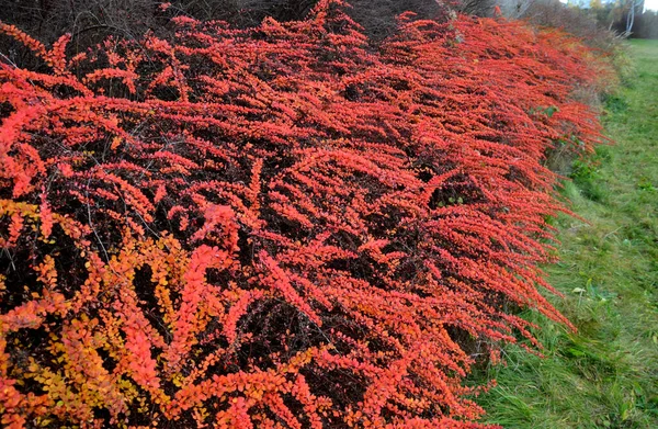 モザイク状の低木の大規模な植栽のような水に優しい 高速道路の斜面が生い茂っています オレンジ 赤カバー緑と観賞用の草の大きな正方形 — ストック写真