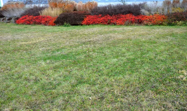 类似马赛克的大型灌木种植 不适宜水 高速公路上方长满了矮小的斜坡 大正方形 红色覆盖绿色和观赏植物草 — 图库照片