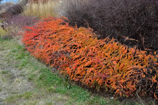 모자이크처럼 관목들 적응하지 못하는 식물들 입니다 고속도로위에 산비탈 네모난 주황색 — 스톡 사진