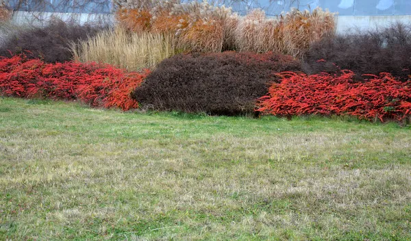 Mosaïque Comme Des Plantations Grande Échelle Arbustes Pas Convivial Pour — Photo