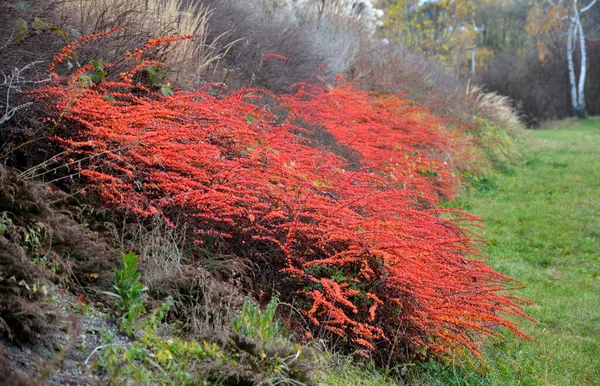 类似马赛克的大型灌木种植 不适宜水 高速公路上方长满了矮小的斜坡 大正方形 红色覆盖绿色和观赏植物草 — 图库照片