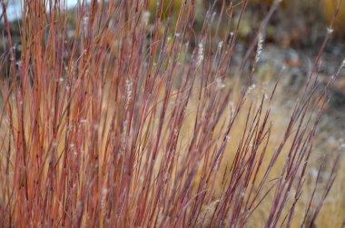 is native to prairies and woods from Maine to Alberta and Idaho, and south to Florida and Arizona. Deer resistant. Native meadows, mass plantings. Low maintenance ornamental grass clipart