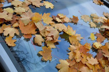 Ağaçların altındaki uzun park halindeki araba kaputunda ve ön camında yapraklar olan bir ormana dönüştü. Kimse arabayı süpürgeyle kırmadı. Terk edilmiş gibi görünüyor ve park yeri kaplıyor.
