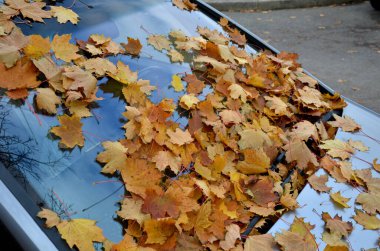 Ağaçların altındaki uzun park halindeki araba kaputunda ve ön camında yapraklar olan bir ormana dönüştü. Kimse arabayı süpürgeyle kırmadı. Terk edilmiş gibi görünüyor ve park yeri kaplıyor.