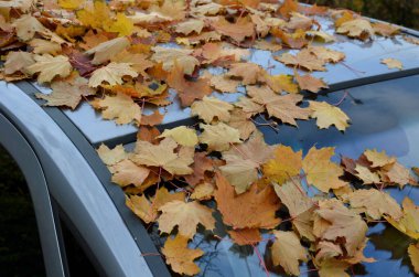 Ağaçların altındaki uzun park halindeki araba kaputunda ve ön camında yapraklar olan bir ormana dönüştü. Kimse arabayı süpürgeyle kırmadı. Terk edilmiş gibi görünüyor ve park yeri kaplıyor.