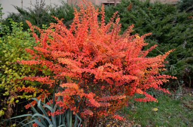 Mevsiminde altın sarısı yapraklı düşük Japon çalıları sonbaharda kırmızıya döner. Yarım metre yüksekliğindeki çitleri budadım. Endüstriyel mimariyi canlı renklerle tamamlıyor.