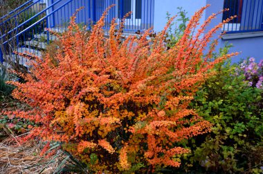 Mevsiminde altın sarısı yapraklı düşük Japon çalıları sonbaharda kırmızıya döner. Yarım metre yüksekliğindeki çitleri budadım. Endüstriyel mimariyi canlı renklerle tamamlıyor.
