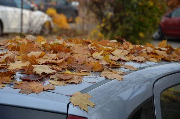Długo Zaparkowany Samochód Pod Drzewami Zamienił Się Las Martwa Natura — Zdjęcie stockowe