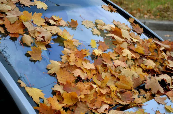 Long Parked Car Trees Turned Forest Still Life Layer Leaves — Stock Photo, Image