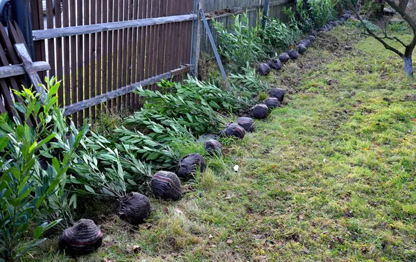 Evergreen Cherry Shrub Plants Set Fence Planted Gardener Hedge Have — Stock Photo, Image