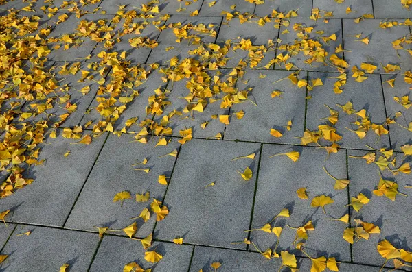 地面に落ちたイチョウの黄色の葉 イチョウの葉の層で覆われた灰色の花崗岩の舗装 木はバーで覆われた広場の歩道に植えられています 円を描く格子は — ストック写真