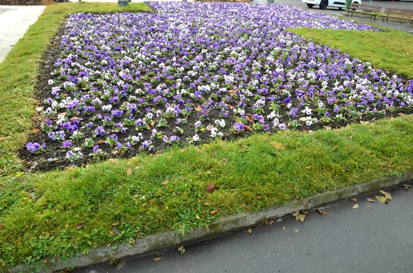 표지는 푸른색의 비엔날레 꽃으로 꽃꽂이이다 네모난 간격을 심는다 — 스톡 사진