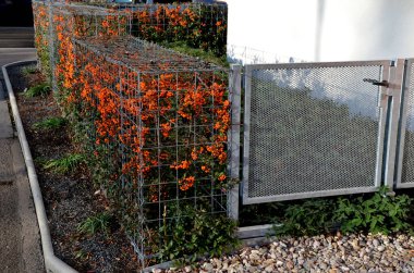 Gabion tel sepetine konmuş turuncu böğürtlenli turuncu dikenli çalılar, kafesler. Doğal endüstriyel görünümüyle ön bahçede çit var. Galvanize metalden yapılmış vinçler