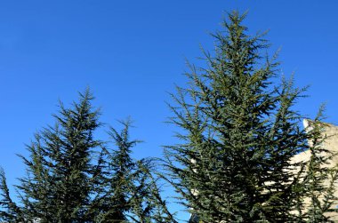 Himalaya sedir ağacı sadece gençliğinde piramittir, dallar ve çıkıntılar yayılır. İğneler orta yeşil, her zaman yeşil. Yaşlı bitkiler benzersiz solitairlerin karakterine bürünürler.