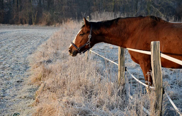 Koně Pastvinách Ohradě Jsou Zvědaví Mají Ohlávku Karabinkou Moderní Těsný — Stock fotografie