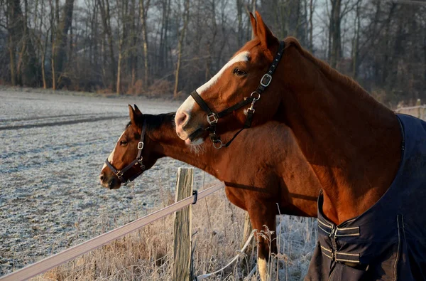 Cavalos Pasto Paddock São Curiosos Têm Halter Com Mosquetão Uma — Fotografia de Stock