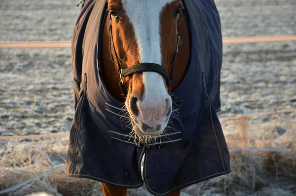 Los Caballos Pasto Paddock Son Curiosos Tienen Halter Con Mosquetón — Foto de Stock