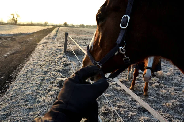 Los Caballos Pasto Paddock Son Curiosos Tienen Halter Con Mosquetón — Foto de Stock