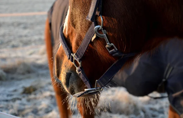 Koně Pastvinách Ohradě Jsou Zvědaví Mají Ohlávku Karabinkou Moderní Těsný — Stock fotografie