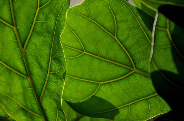 Ficus Puede Cultivar Diferentes Variedades Forma Del Tronco Entrelazado Estándar —  Fotos de Stock