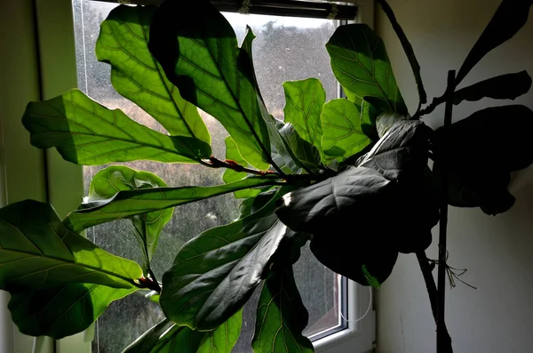 Ficus Puede Cultivar Diferentes Variedades Forma Del Tronco Entrelazado Estándar — Foto de Stock