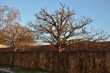 Küresel olarak büyüyen bir form. Yaşlı ağaçların derin bir dalları vardır ve genç dallar güçlü bir şekilde dikenlidir, tarlalar çiçek açmaz. Toprak, güneşte yaşam alanı. Uygun kullanımı grup ekimleri ve kentsel kullanım içindir.