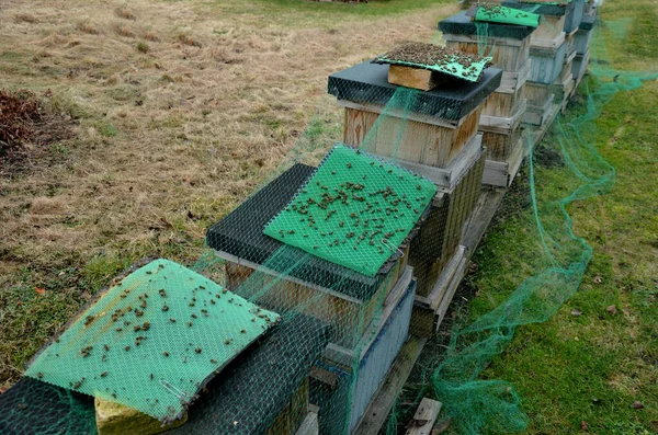 Mala Cosecha Significa Falta Abejas Las Abejas Permanecieron Muertas Capas — Foto de Stock