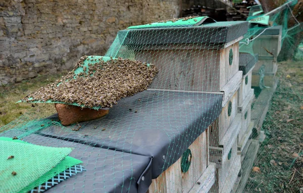Kötü Hasat Arı Eksikliği Demektir Teftiş Sırasında Arılar Kovanın Bastonunda — Stok fotoğraf