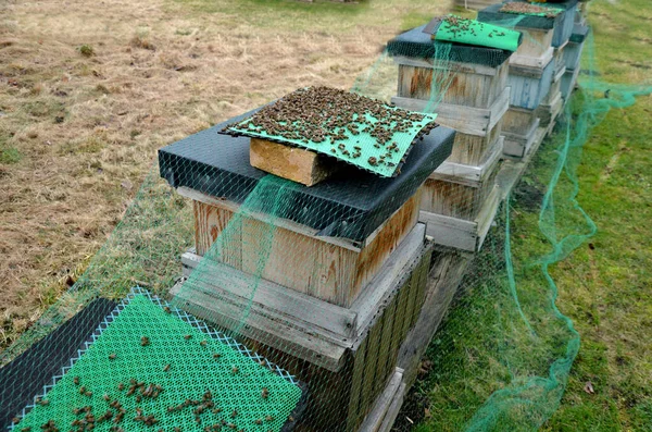 control of mite pest fall from bee brood. according to number of mites, the examination by vet is determined by treatment procedure. dead bees determine quality of hibernation. wax,disturbing