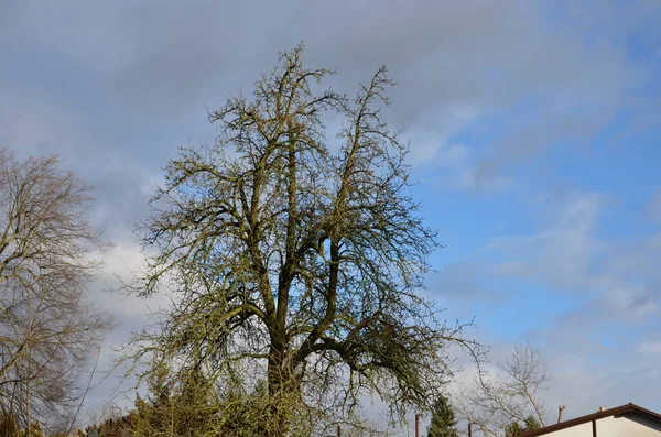 Árbol Generalmente Injerta Tallo Raíz Enano Para Mantener Tamaño Más —  Fotos de Stock