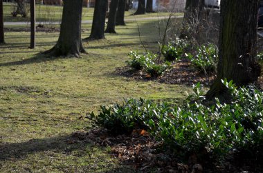 Hafif ahşap kalaslardan yapılmış bir çitin önündeki yeşil çalı sokağın opaklığını geliştirecektir. Bahçeyi tozdan ve trafikten korur.
