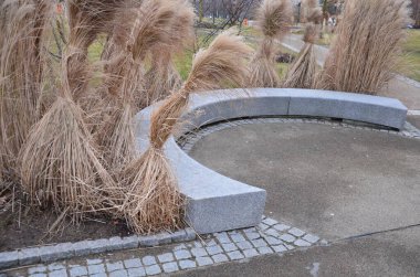 Japon uzun kuru otları kış için demetlere bağlandı. Parktaki granit bankın etrafını saran çiçek tarhının kemerinde. Bank at nalı gibi kıvrılmış, kaldırımın kenarında pürüzsüz bir yüzeyi var.