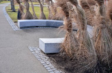 Japon uzun kuru otları kış için demetlere bağlandı. Parktaki granit bankın etrafını saran çiçek tarhının kemerinde. Bank at nalı gibi kıvrılmış, kaldırımın kenarında pürüzsüz bir yüzeyi var.