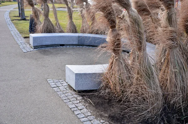 Japon uzun kuru otları kış için demetlere bağlandı. Parktaki granit bankın etrafını saran çiçek tarhının kemerinde. Bank at nalı gibi kıvrılmış, kaldırımın kenarında pürüzsüz bir yüzeyi var.