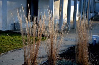 Atari salonlarının ve beton bankların olduğu avluda kış için korunmak üzere biberiyeli ve süs otlu bitkiler var. sütunlu kare ve merdiven