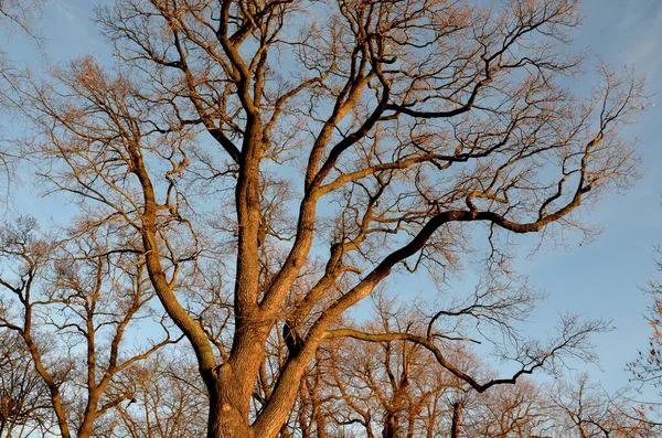 Starker Eichenstamm Und Reich Verzweigte Bäume Blauer Himmel Baumkrone Sehr — Stockfoto