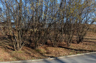 Fındık çalısı Corylus Avellana 'nın ok ve yay yapmak için uygun birçok düz dalı vardır. Ayrıca fındık, gövde, dal ve dalları da vardır.