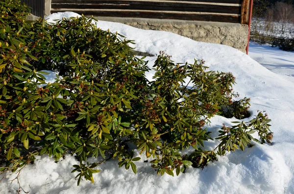 Canteiro Flores Com Rododendros Plantados Que São Sempre Verdes Apesar — Fotografia de Stock