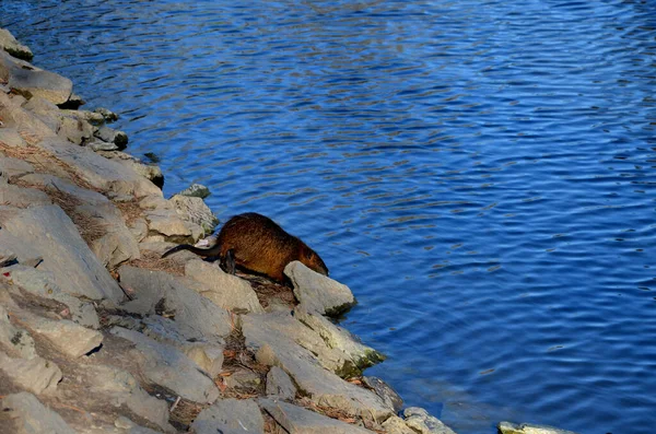 Coypu Liberados Natureza São Mantidos Perto Grandes Cidades Onde Pessoas — Fotografia de Stock