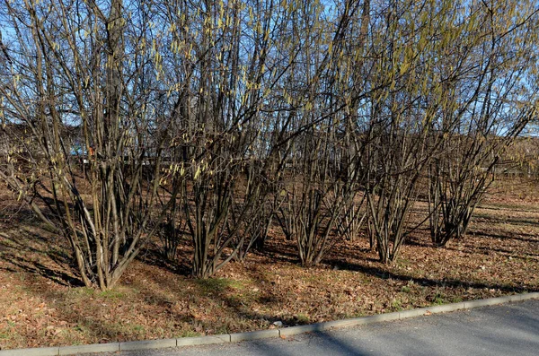 Fındık çalısı Corylus Avellana 'nın ok ve yay yapmak için uygun birçok düz dalı vardır. Ayrıca fındık, gövde, dal ve dalları da vardır.