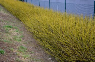 Dogwood is a very popular deciduous shrub, which grows to a height of 3 m. This shrub is prized for its yellow green, red, branches, which will enliven any garden in the winter clipart