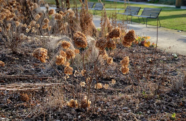 perennial bed mulched with gray gravel in front of a limestone stone wall in a square with benches with wood paneling, beige path made of natural beige compacted crushed stone, in autumn, dry grass