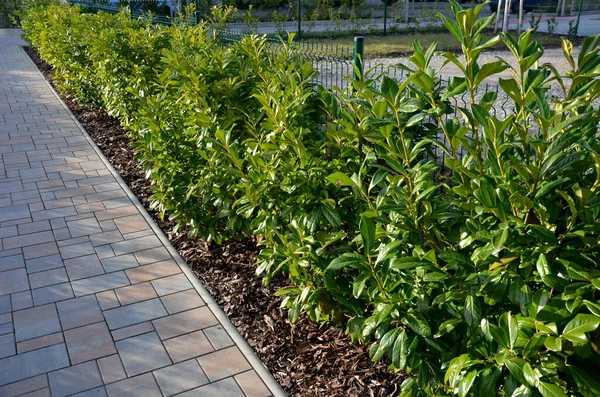Arbuste Feuilles Persistantes Devant Une Clôture Fil Bois Léger Améliorera — Photo