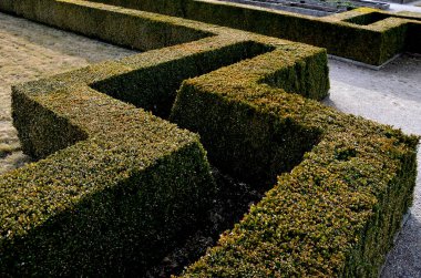 Kaledeki manastır bahçesinde çiçek tarlaları, parlak renkli park yolları. Yaz şatosu parterini boxwood çitleriyle kesin. Açık çakıllardan yaylara uzanan patikanın etrafını dürüstçe budanmış çalılarla kesin.