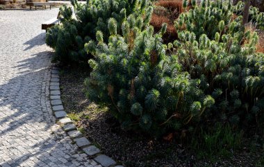 Yaklaşık 80 cm büyüyen her zaman yeşil çalılar, hangi zaman içinde kökleri ahşap zengin tüyler menekşe sarı-yeşil çiçekleri kuraklığa dirençli hale getirebilir