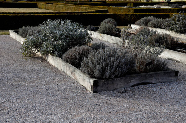 wood framed herb beds in the monastery garden castle. rectangular flower bed with herbs and park paths of bright colors. Maintained trimmed boxwood hedges. education schoolyard, school, horticulture