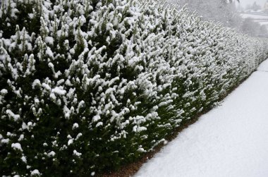 Ladin ağacından kesilmiş bir çit. Soğuk ve karla kaplı bir blok şeklinde. Evergreen opak düşük, yan görüş. Çimenlik, yol dokusu dağlarda.